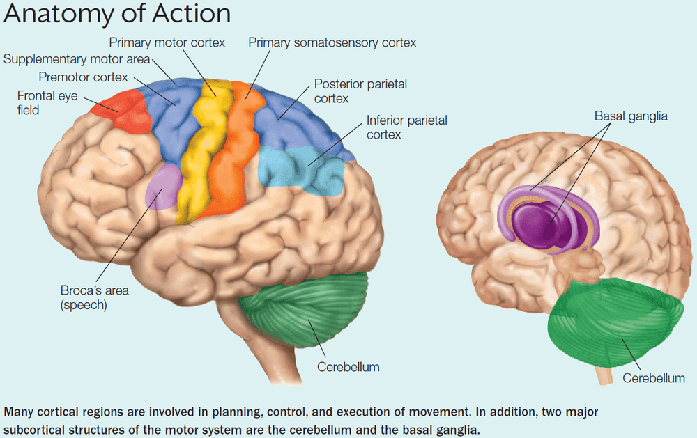 Anatomy of Action