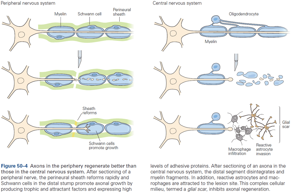 Figure 50.4