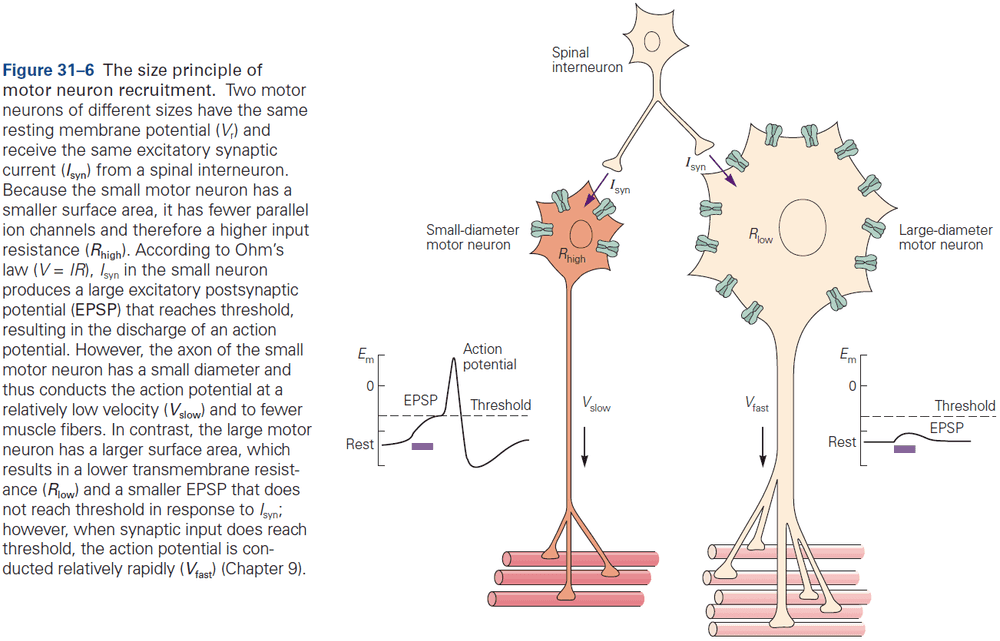 Figure 31.6