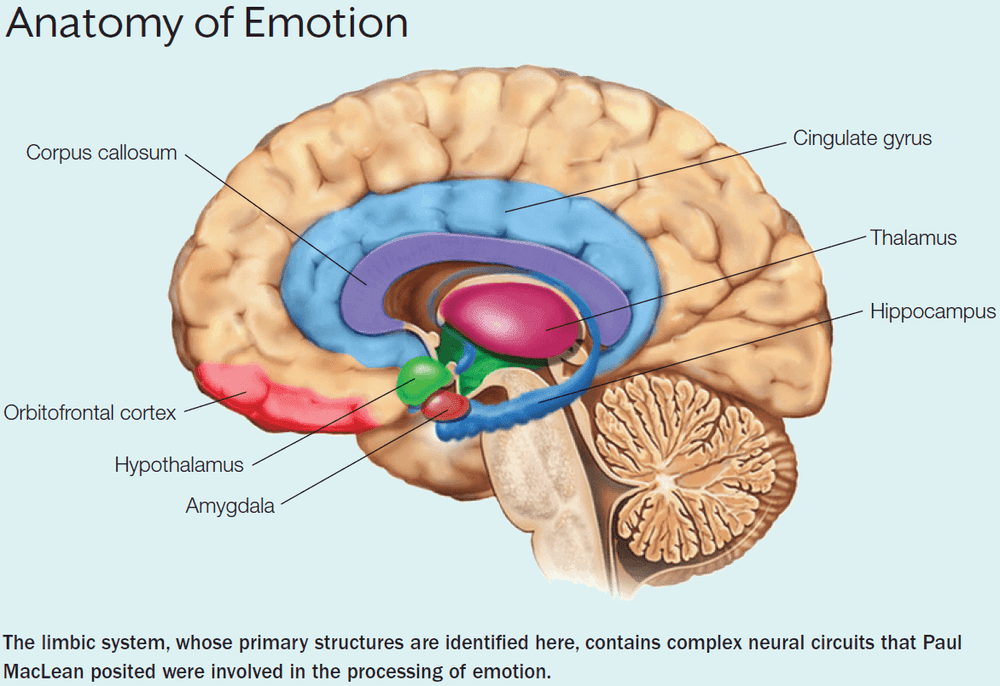 Anatomy of Emotion