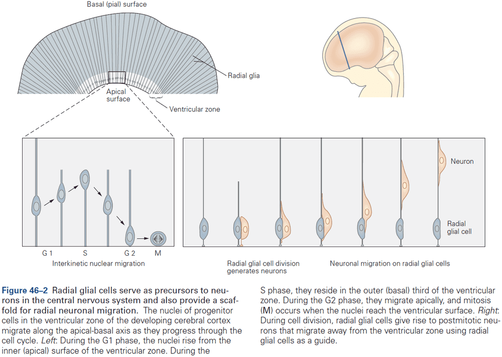 Figure 46.2