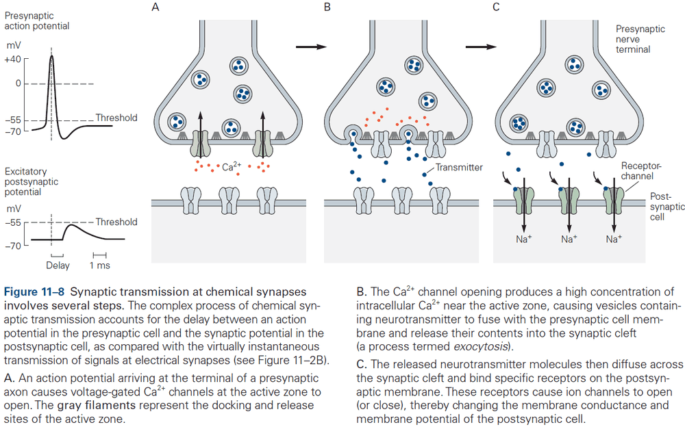 Figure 11.8