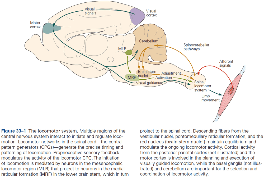 Figure 33.1