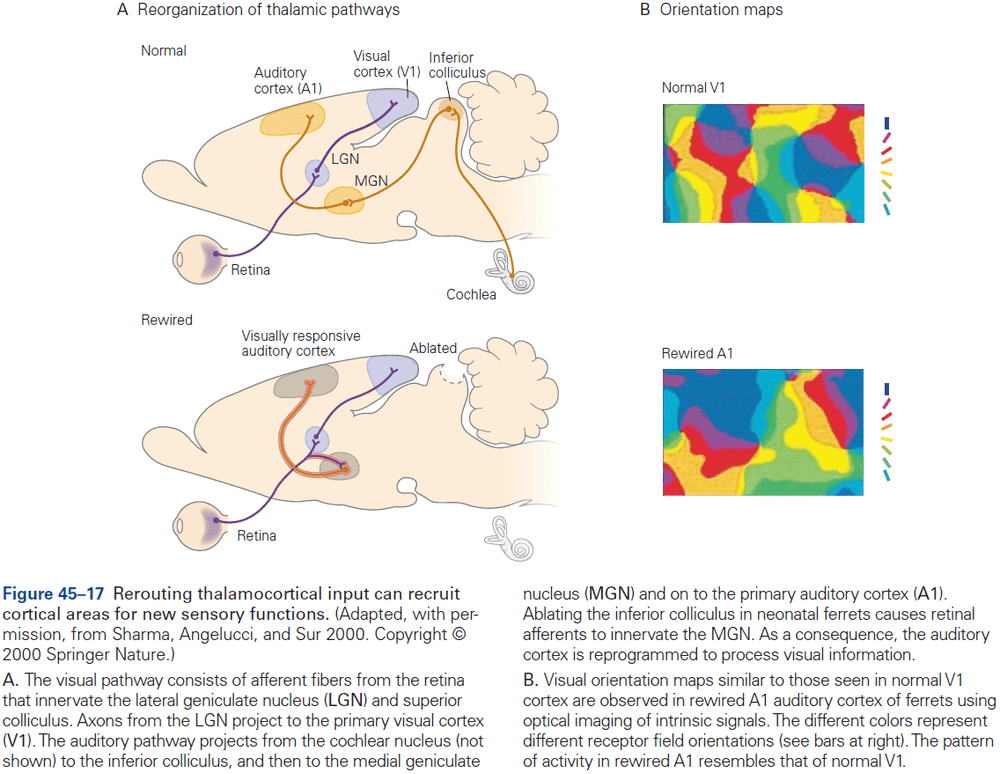 Figure 45.17