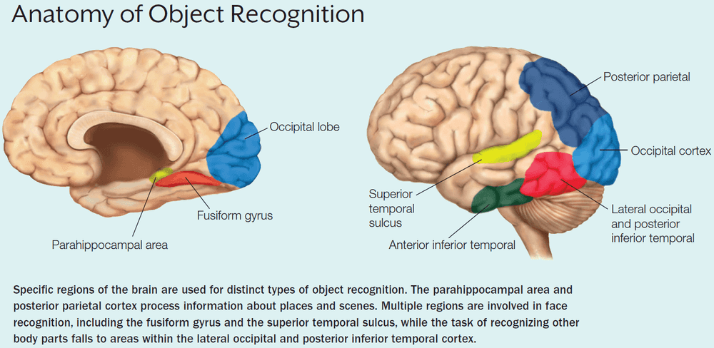 Anatomy of Object Recognition