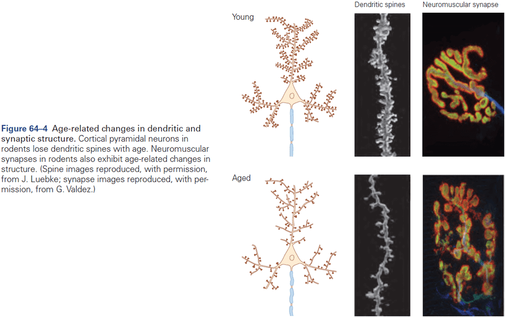 Figure 64.4