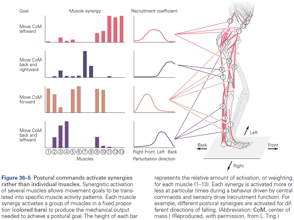 Figure 36.5