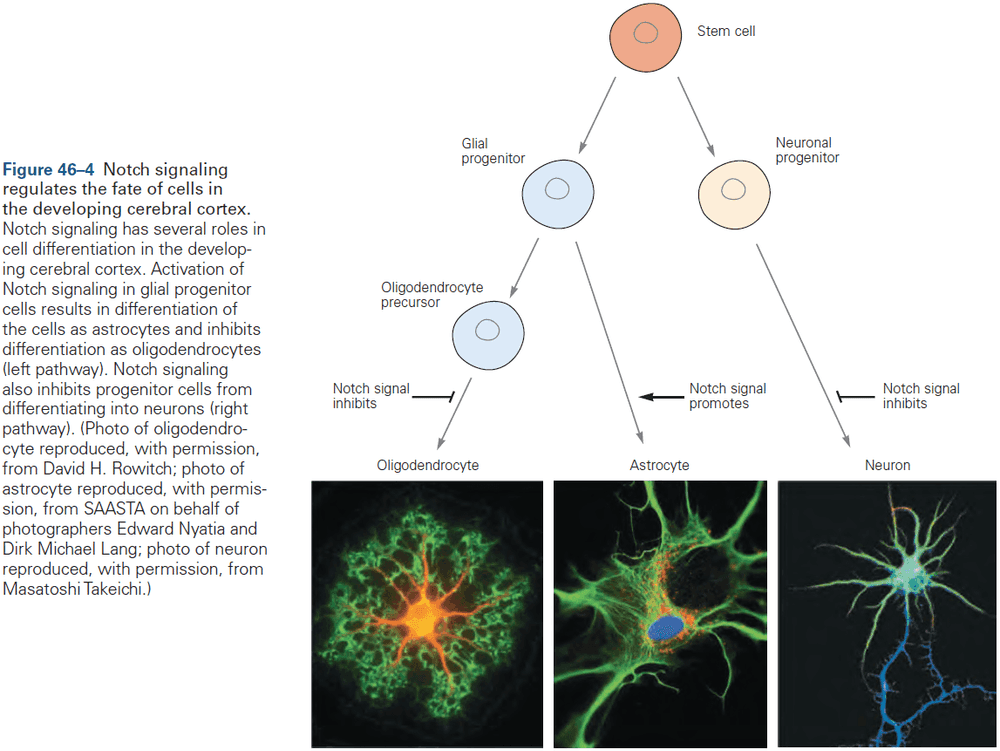 Figure 46.4