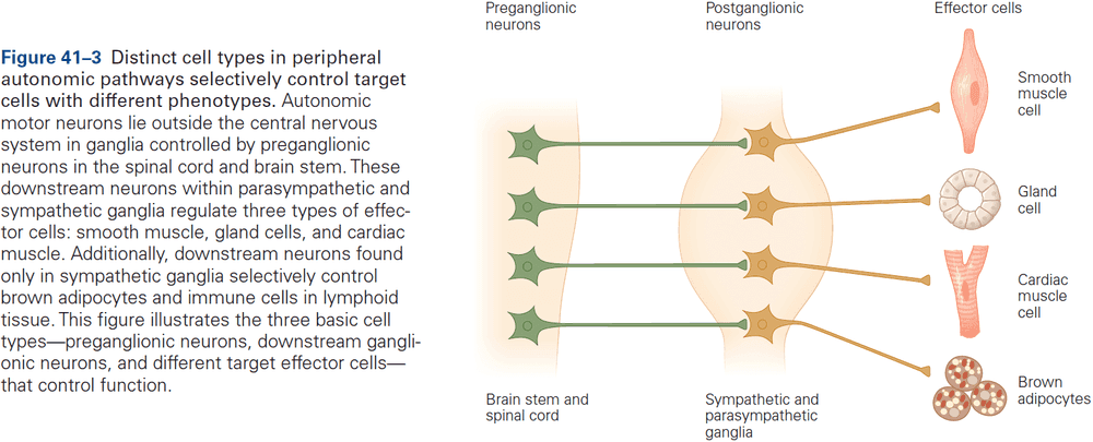 Figure 41.3