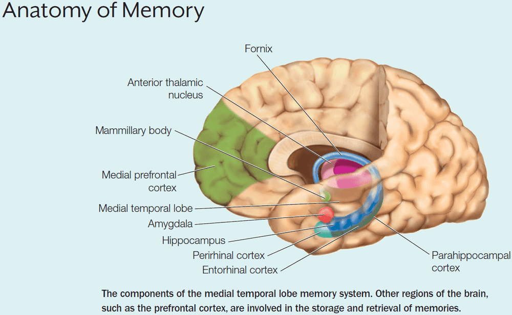 Anatomy of Memory