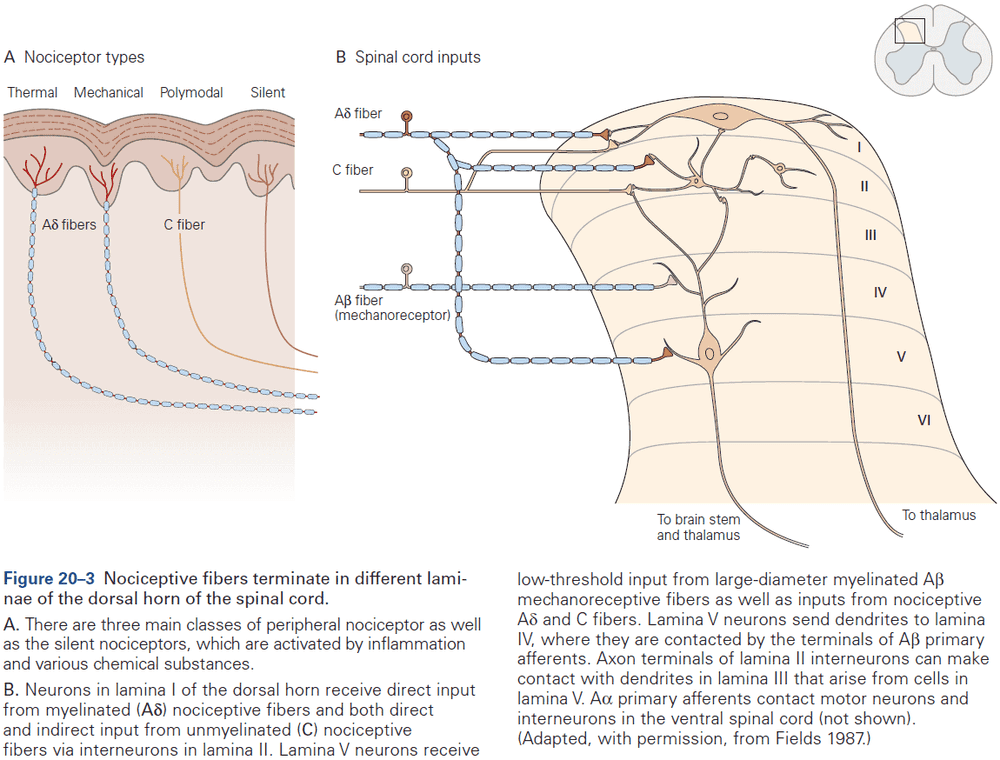 Figure 20.3