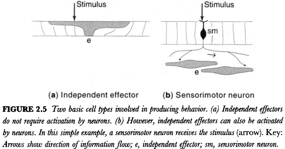 Figure 2.5