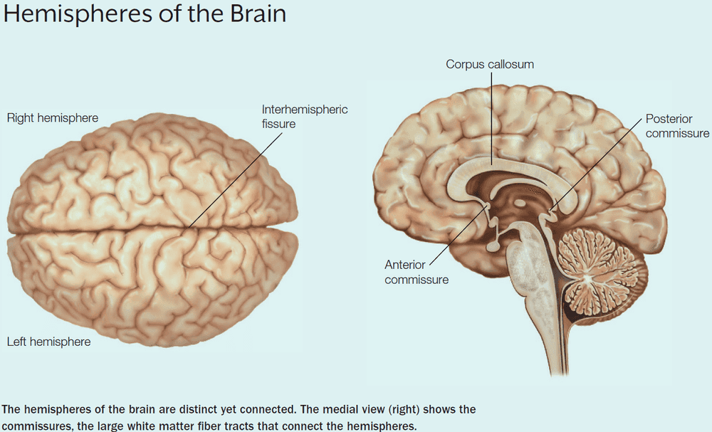 Anatomy of Hemispheres