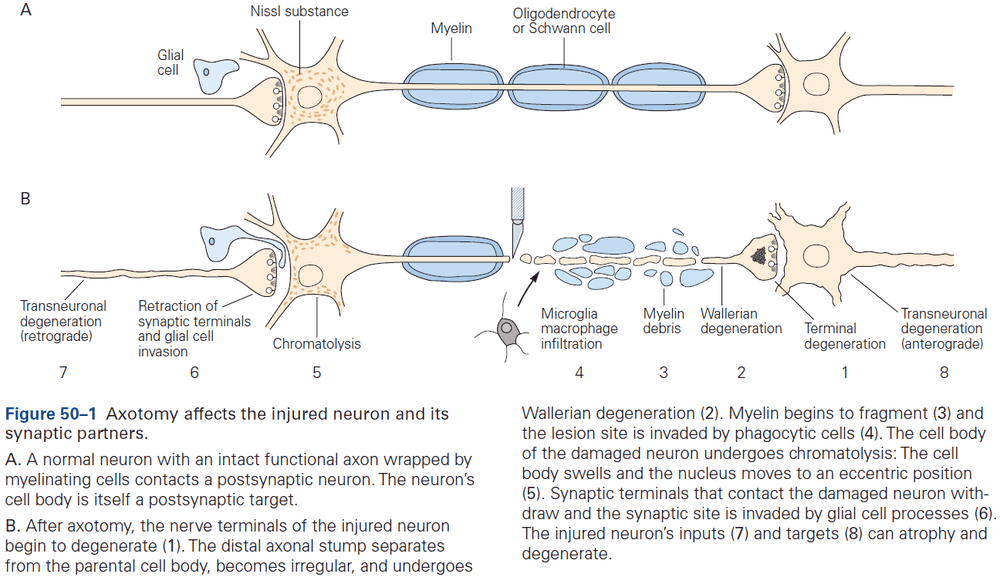 Figure 50.1