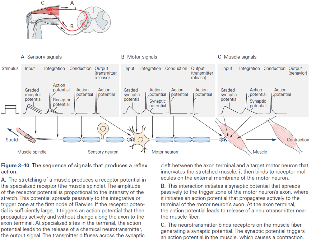 Figure 3.10