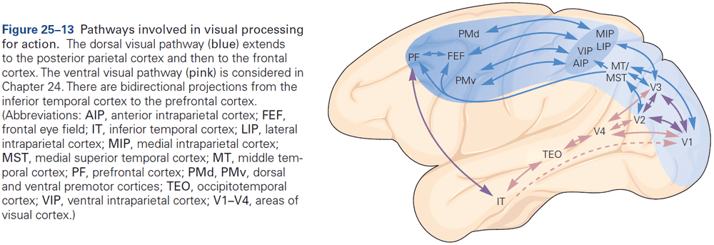 Figure 25.13