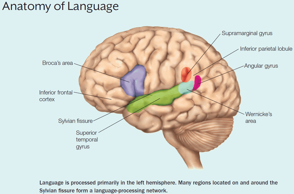 Anatomy of Language