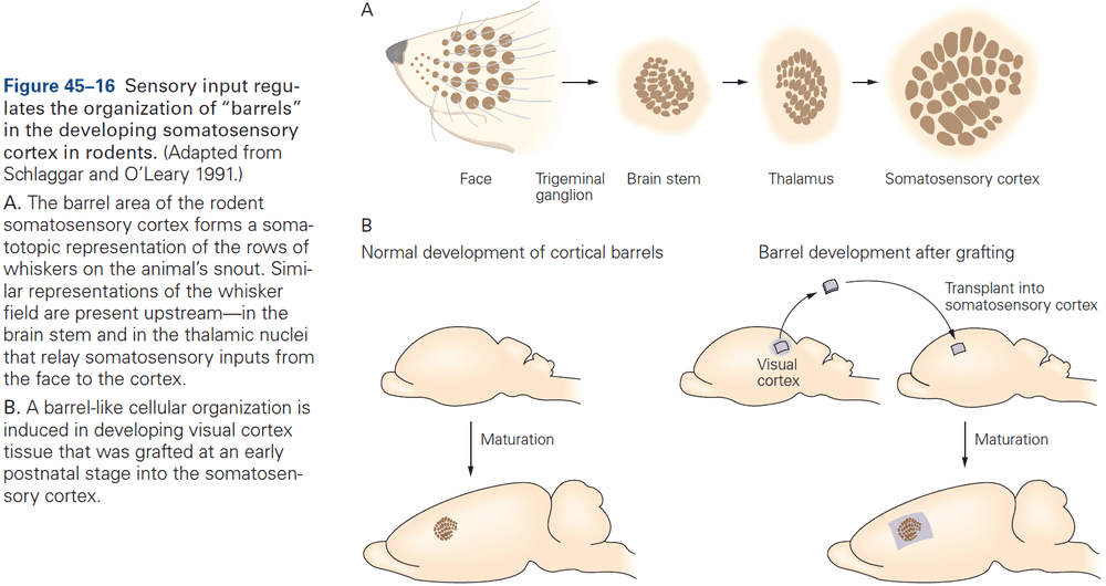 Figure 45.16