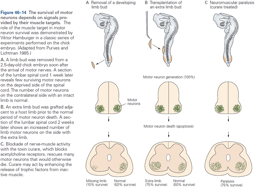 Figure 46.14