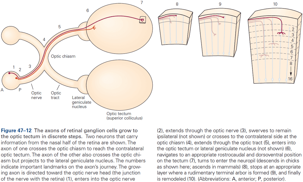 Figure 47.12